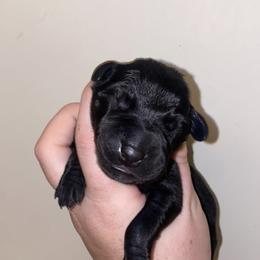 Girl 2 - Black female Great Dane puppy in Spartanburg, South Carolina from Pawlmetto Danes