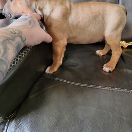 Bull Terrier Puppies from The Noble Bull Terriers