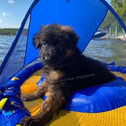 German Shepherd Puppies from LakeView Shepherds
