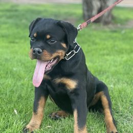 Rottweiler Puppies from Coronado Rottweilers
