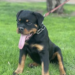 Rottweiler Puppies from Coronado Rottweilers
