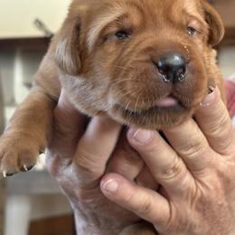 4 - Yellow female Labrador Retriever puppy in Nova, Ohio from Cary’s Buck Creek Farm LLC