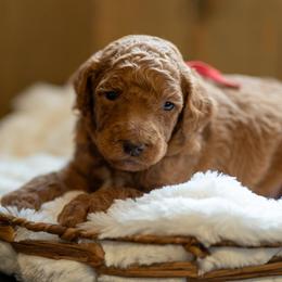 Ember - Red  male Poodle puppy in Fairfield, Illinois from Positively Doodles