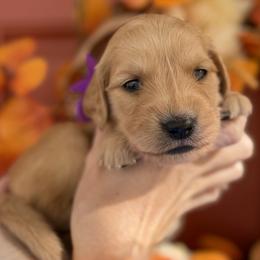 Purple girl - Golden female Golden Retriever puppy in Sandy, Utah from North Star Goldens