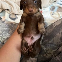Brownie - Chocolate and tan male Dachshund puppy in Harold, Kentucky from Taylors Tiny Tails