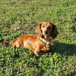 Kanga - Dachshund