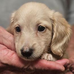Olive Yellow collar male - Cream male Dachshund puppy in Trade, Tennessee from TN Miniature Dachshunds & Basset Hounds