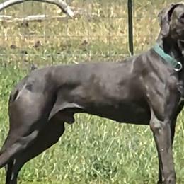 Beau - Great Dane