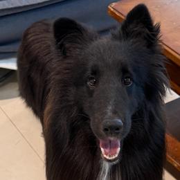 Shetland Sheepdog puppies from Cielito Lindo Shelties