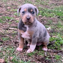 Female 1 - Blue female Catahoula Leopard Dog puppy in Gadsden, Alabama from Rich Cat’s