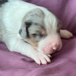 Girl 1 - Blue merle female Australian Shepherd puppy in Rosamond, California from Fly by Nite Australian Shepherds