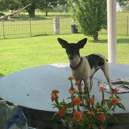 Leia - Rat Terrier