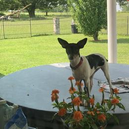 Leia - Rat Terrier