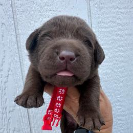 Red - Chocolate male Labrador Retriever puppy in Newton Grove, North Carolina from Wayalife Labradors & Gsp’s