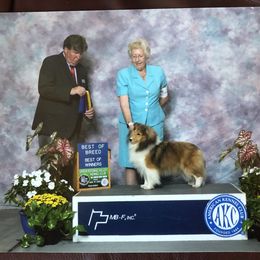 Golden Retriever and Shetland Sheepdog All Grown Up from Mejimo