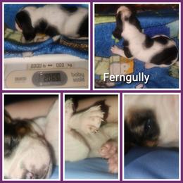 Ferngully - Black brown and white female Basset Hound puppy in Mill Springs, North Carolina from Mountain View Basset Hounds