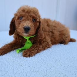 Atlas - Red  male Goldendoodle puppy in Apopka, Florida from Rae Precious Puppies