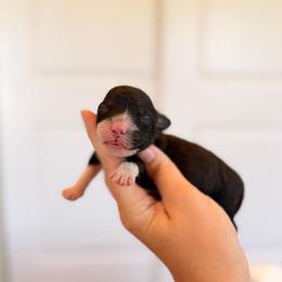 Ginger - Black and white female Portuguese Water Dog puppy in Brookville, Ohio from Cornerstones Porties