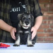 Boy 1 - Pepper and salt Standard Schnauzer puppy in Monroe, New York from Arbor Standard Schnauzers