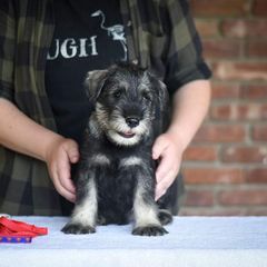 Boy 1 - Pepper and salt Standard Schnauzer puppy in Monroe, New York from Arbor Standard Schnauzers