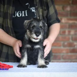 Boy 1 - Pepper and salt Standard Schnauzer puppy in Monroe, New York from Arbor Standard Schnauzers