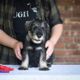 Boy 1 - Pepper and salt Standard Schnauzer puppy in Monroe, New York from Arbor Standard Schnauzers