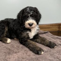 Girl 3 - Tri-color Bernedoodle puppy in Yatesville, Georgia from High Hopes Doodles