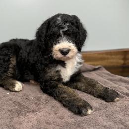 Girl 3 - Tri-color Bernedoodle puppy in Yatesville, Georgia from High Hopes Doodles