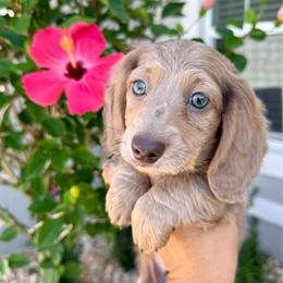 Isabella male-3800 - Fawn (isabella) and cream male Dachshund puppy in Winter Haven, Florida from Dreamwork Dachshunds