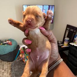 Sable - Gold male Yorkshire Terrier puppy in Richmond, Virginia from Kizzie's Yorkies