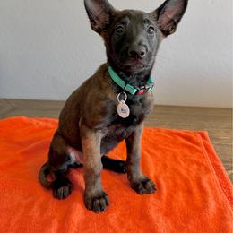 Leia (Mint) - Black sable female Belgian Malinois puppy in Buckeue, Arizona from Légende Vivante Du Chief Kennel