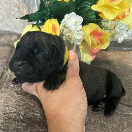Green collar - Black brindle male Cane Corso puppy in Tucson, Arizona from Cane Corso Friends