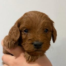Penny - Red female Cavapoo puppy in Pasco, Washington from Beth's Cavapoos