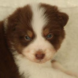 Acts - Red tri-color male Australian Shepherd puppy in Leavenworth, Kansas from Silverbrook Australian Shepherds
