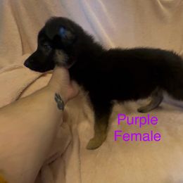 Purple - Black and red female German Shepherd puppy in Greentown, Indiana from AK