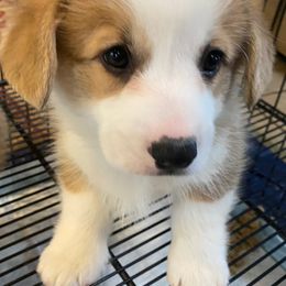 Pembroke Welsh Corgi Puppies from Silver Mae Kennel