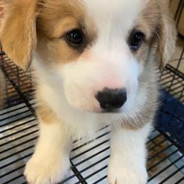 Pembroke Welsh Corgi Puppies from Silver Mae Kennel