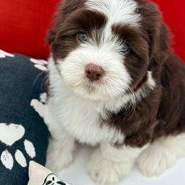 Coco - Chocolate female Havanese puppy in Wappapello, Missouri from Titanium Havanese LLC
