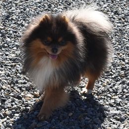 Merle - Pomeranian