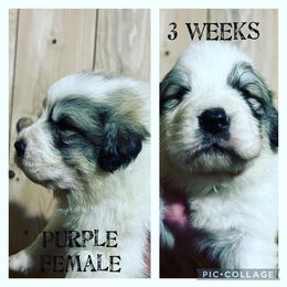 Girl 3 - Great Pyrenees puppy in Gibsonia, Pennsylvania from Little Deer Creek Farm AKC Great Pyrenees