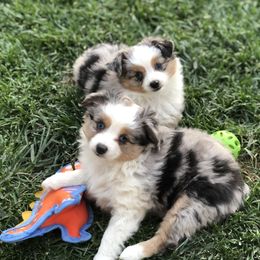 Miniature Australian Shepherd and Toy Australian Shepherd Puppies from River Springs Aussies