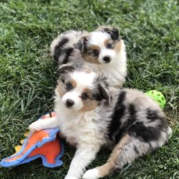 Miniature Australian Shepherd and Toy Australian Shepherd Puppies from River Springs Aussies