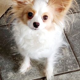 Papillons from Ms. Barbs Puppies