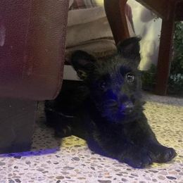 Scottish Terrier Puppies from Pilot Mtn Scottie’s