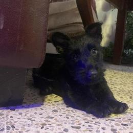 Scottish Terrier Puppies from Pilot Mtn Scottie’s
