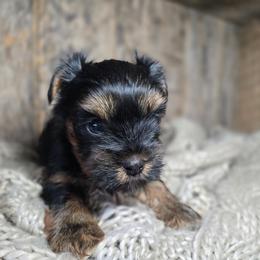 Huck - Black and gold male Yorkshire Terrier puppy in Mountain Grove, Missouri from Precious Puppies
