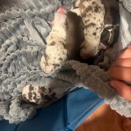 Girl 1 - Red merle female Miniature Australian Shepherd puppy in Chino Valley, Arizona from Perkins Mini/Toy Aussies