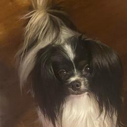 Buddy - Papillon