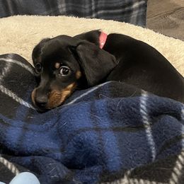 Dachshund Puppies from Honey Bee Dachshunds