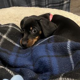 Dachshund Puppies from Honey Bee Dachshunds